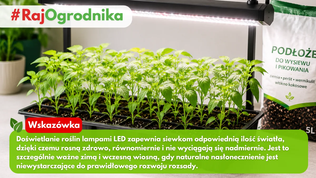 Dlaczego warto doświetlać rozsady roślin lampami LED blog sklep rajogrodnika